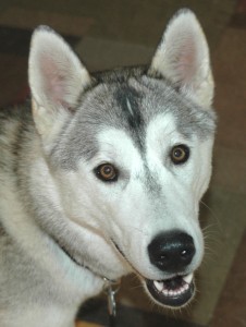 Koa, Heir To The National Hot Tub Dog Title