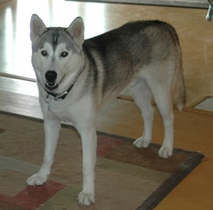 Koa, Heir To The National Hot Tub Dog Title